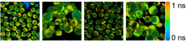 First two images on the left present non-activated vs. activated cells in donor C, next two images show non-activated vs. activated cells in Donor D