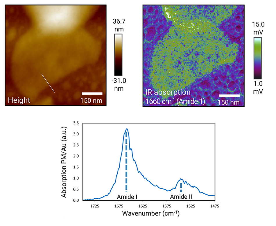 4-image panel showing height sensor and IR absorption maps and graphs generated using REFV AFM-IR of an approximately 7 nm tick purple membrane protein