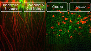 Linking Synaptic Specificity to Circuit Function