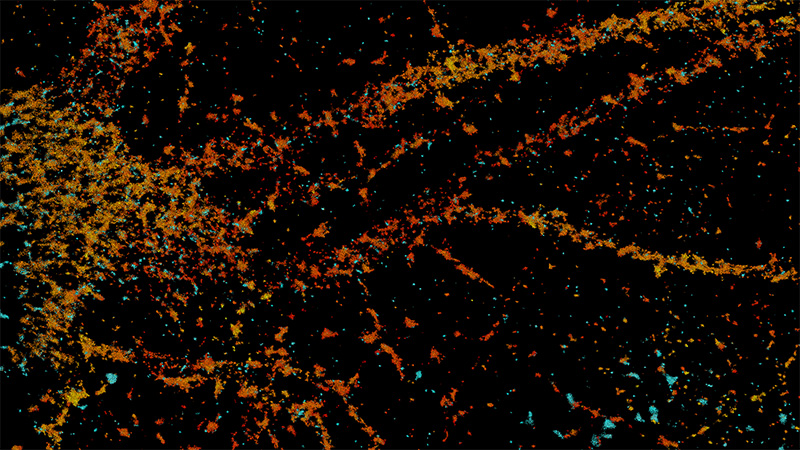 two synaptic calcium channels labeled with SNAPf::JF549 (cyan) and HaloTag::JF646 (magenta). Skylan-S (yellow) labels an active zone marker. Courtesy of the Jorgensen laboratory at the University of Utah