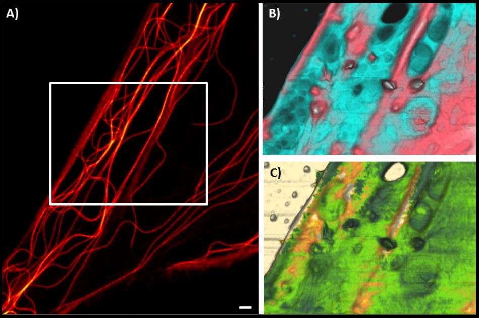 nanoIR - Tapping AFM-IR mode