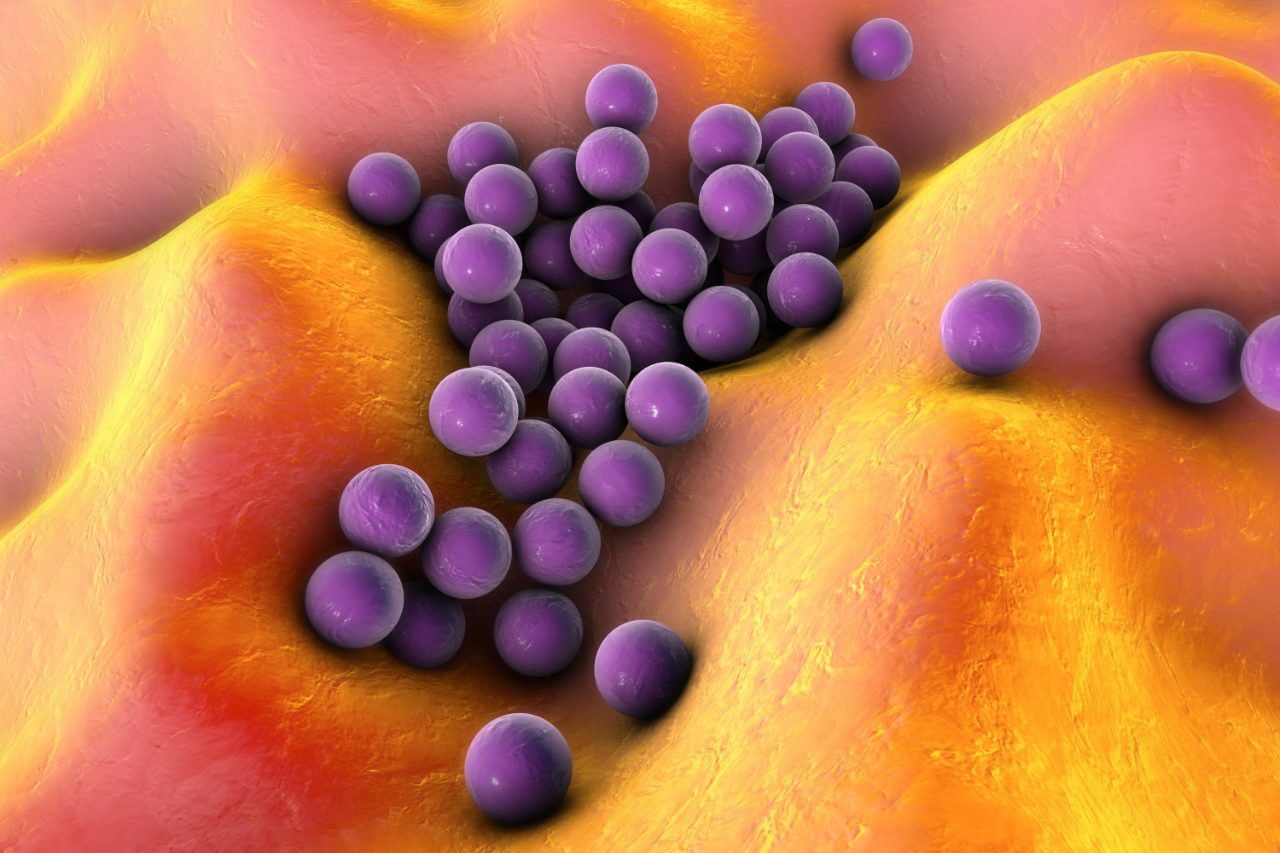 Bacteria Staphylococcus aureus on the surface of skin or mucous membrane, model of staphylococcus, superbug, MRSA, model of microbes, bacteria simulating electron microscope, pyogenic bacteria