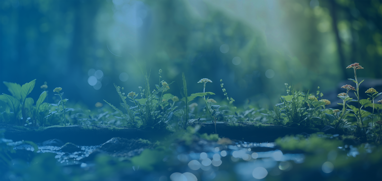 Green nature banner background with wild herbs, flowers and grasses in sunny summer forest, outdoor