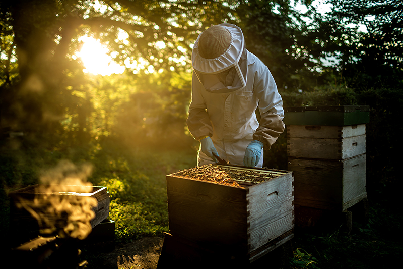 Beekeeper