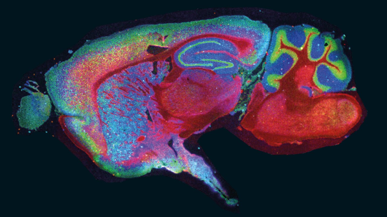 Neurological overview of neurons and glial cells for multiple molecular functions