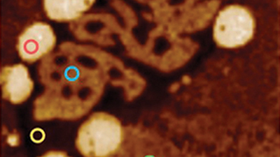 Exploring the Limits of Viscoelastic Phenomena with AFM-Based Nanomechanics