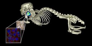 Immuno-PET can act as a crucial disease tracking tool.