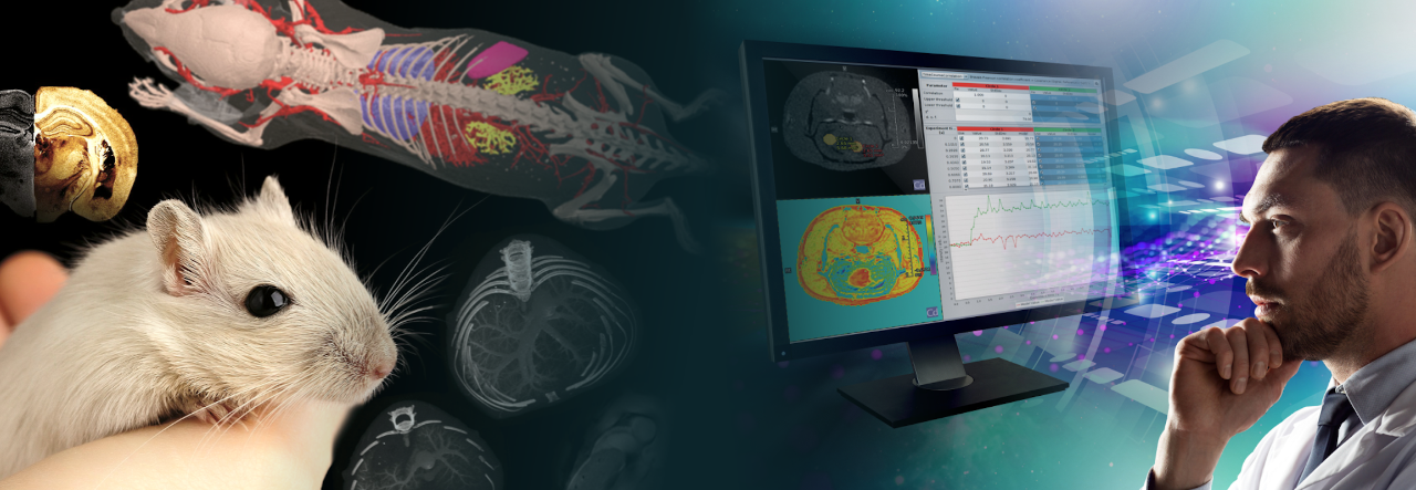 Quantification and application of CEST signals in rodent brain