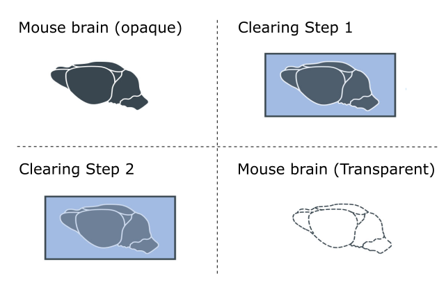 Steps to clear a sample in preparation for light-sheet imaging