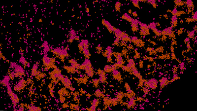 An intercalated disk from the mouse heart showing mechanical junction proteins (N-cadherin, orange) and potassium channels (pink)