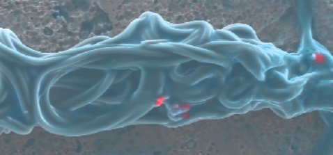 cryo-sem-eds-silk-worm-elemental-map