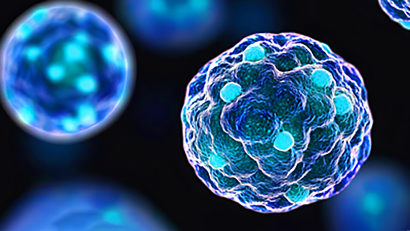 Biomechanical Analysis of Tissues, Organoids and 3D Cellular Structures using AFM