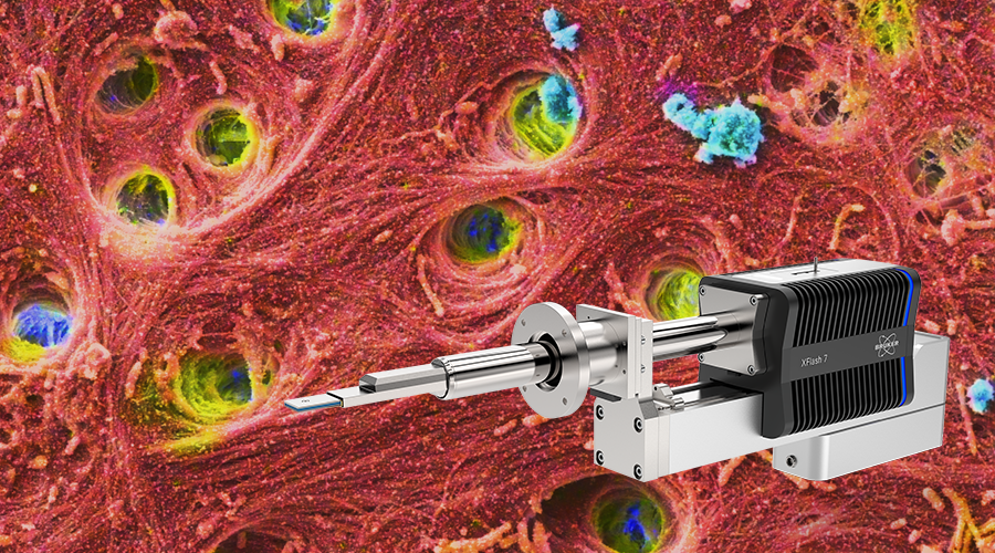XFlash FlatQUAD 2L detector overlaid an elemental map of an biomineral film