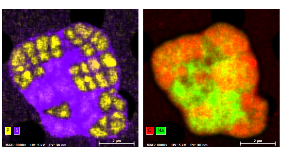 Elemental map showing the distribution in a cell sample