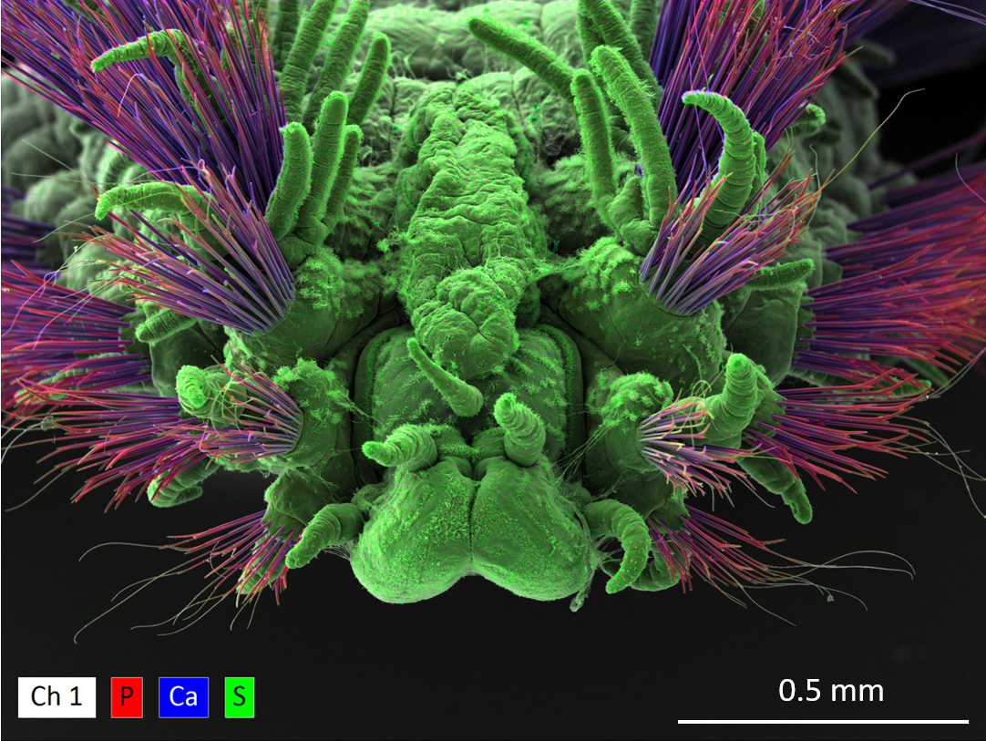 Elemental map showing the silicon rich body of a seaworm with calium phosphate bristles protruding from it
