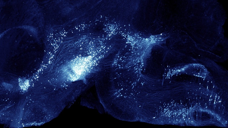 Drossophila Embryo