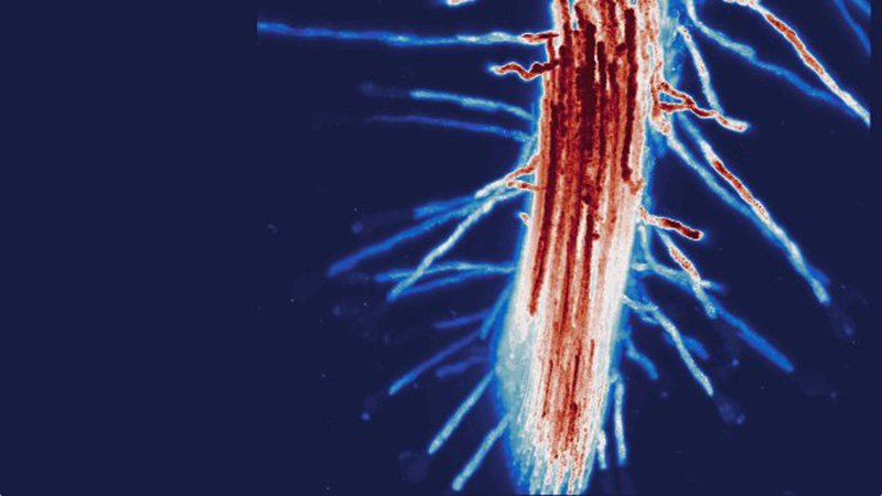 Transgenic Arabidopsis root expressing a membrane marker - compiled imagery from a light-sheet microscope.
