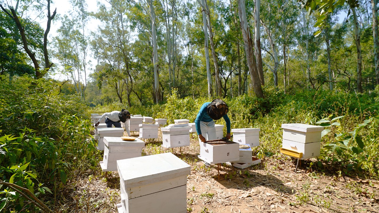 Kerjiwal Bee Care India Ltd. - Ensuring Honey Authenticity with NMR
