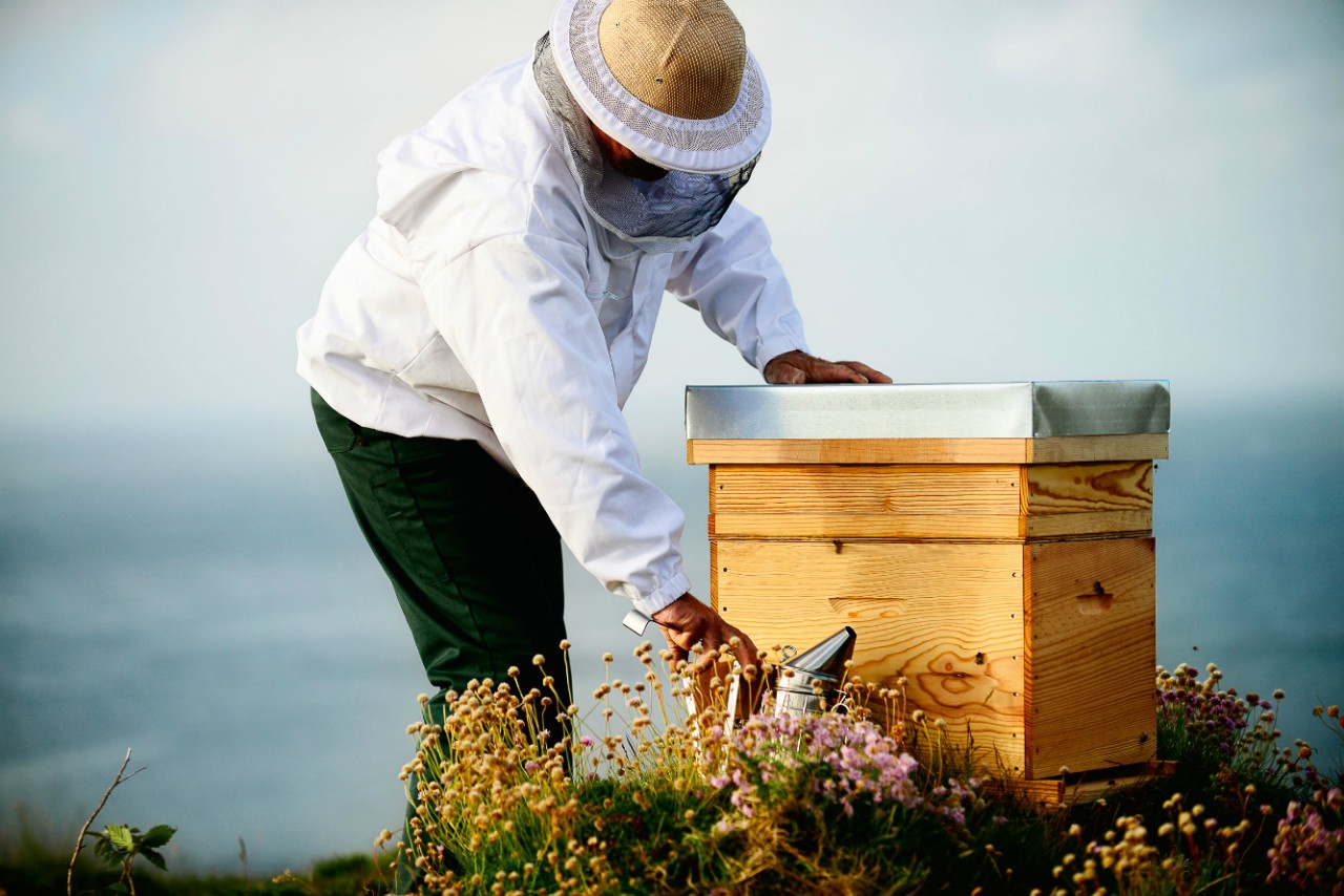 AdobeStock_346488079.jpeg - Beekeeper checking his bees in bee-house. Beekeeper holding frame of honeycomb with working bees.