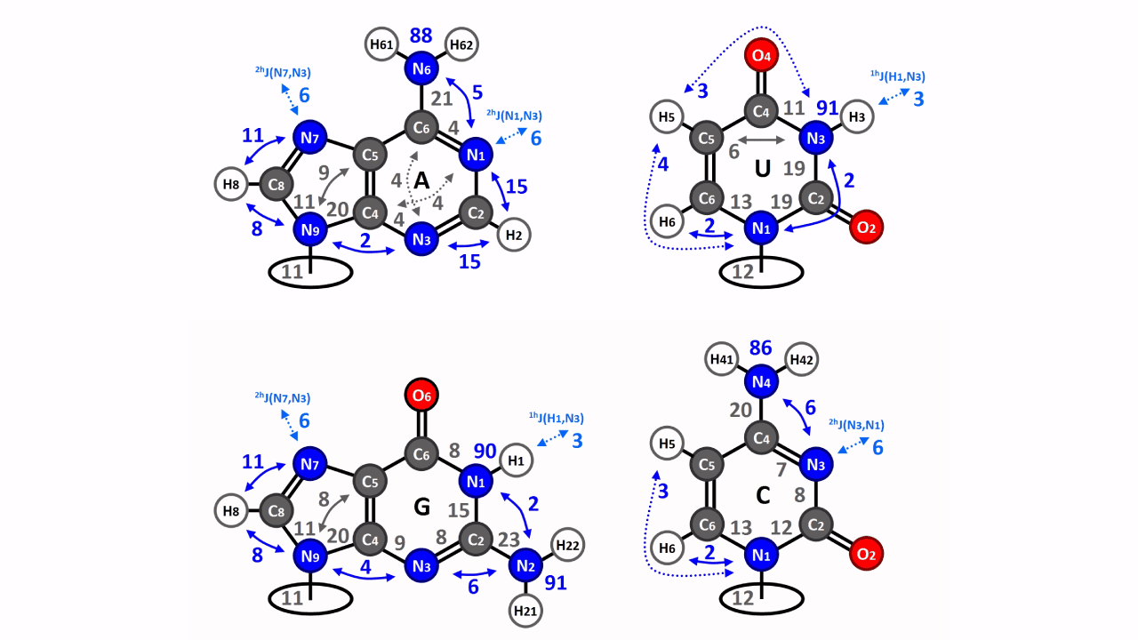 c-labeled-rna-teaser