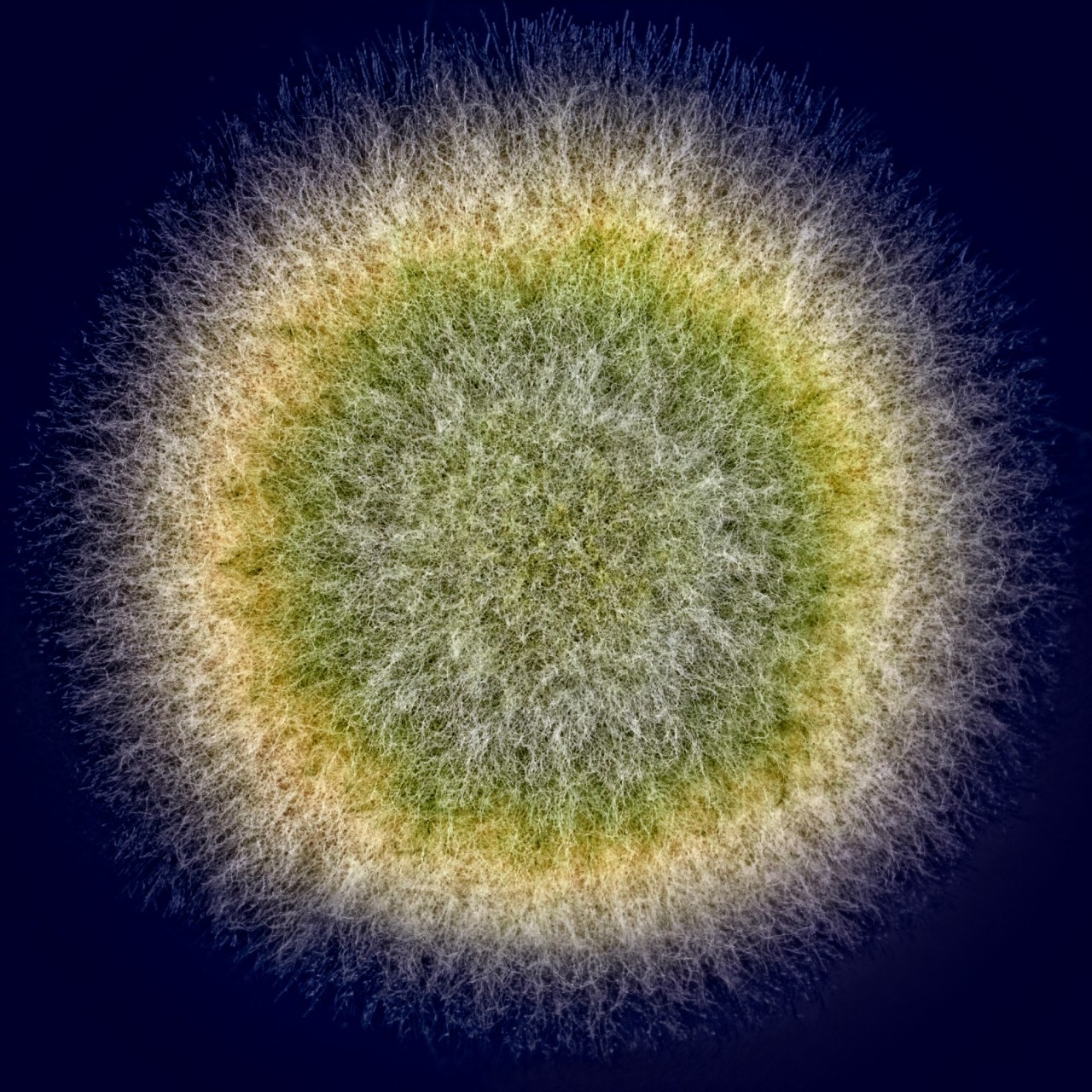 1874298-mbt-filamentous-fungi-library-ruo-title