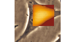 Height measurement using PeakForce QI mode on a Bruker NanoWizard 5 AFM