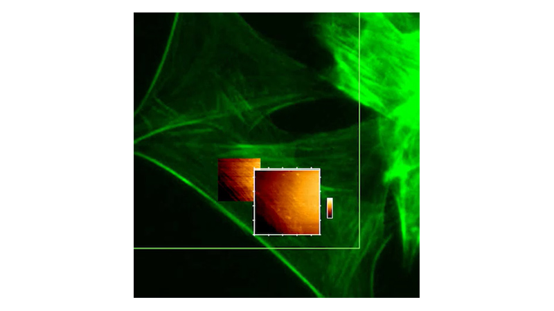 Height measurement using PeakForce QI mode on a Bruker NanoWizard 5 AFM