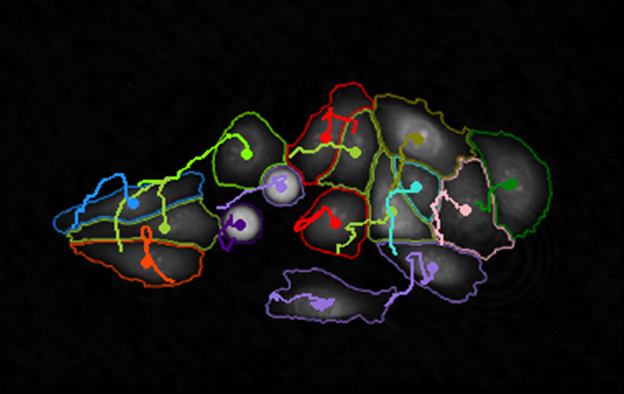 Livecyte - Motility Cells