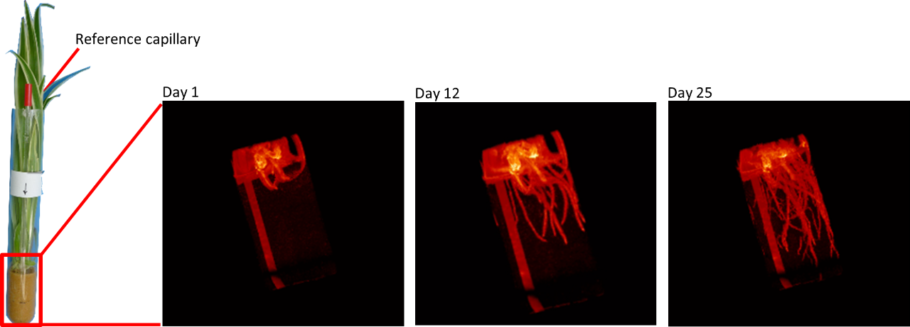 3D observation of plant root growth using MR Microscopy Figure 1