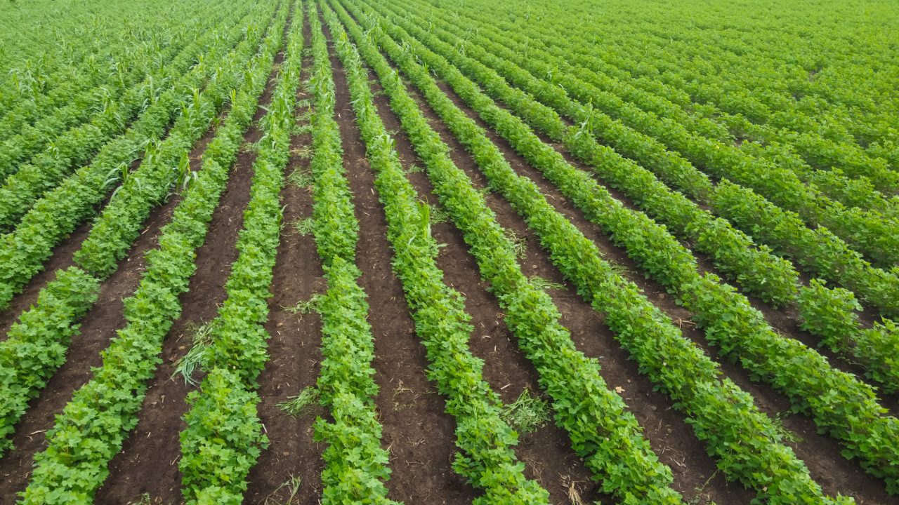 agriculture
