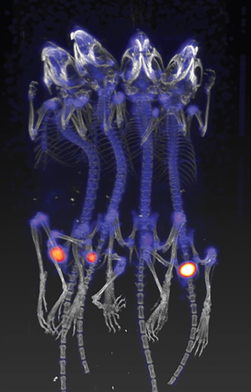 How to Optimize Your Preclinical Molecular Imaging Trials in Terms of Throughput and Accuracy