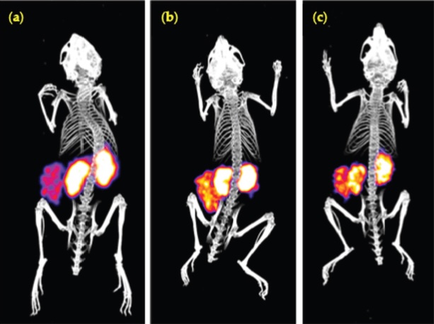 molecular-imaging-in-drug-discovery-and-development-teaser