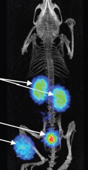 preclinical-imaging-in-immuno-oncology-and-immunotherapy