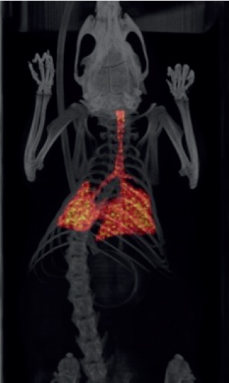starting-imaging