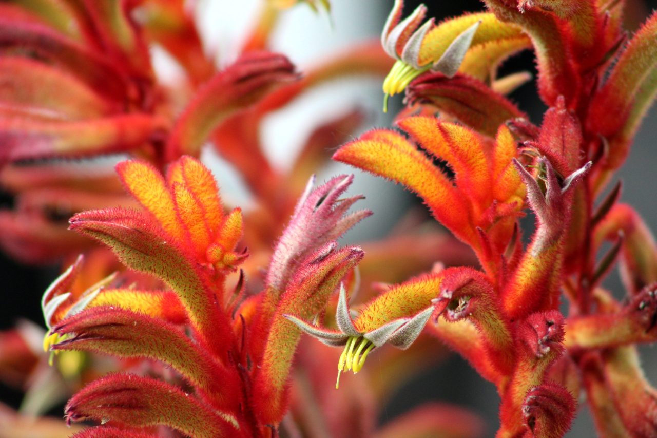 Kangaroo Paw