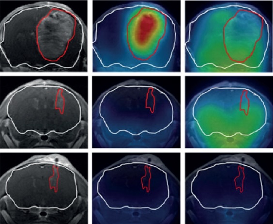  Imaging in Oncology Research