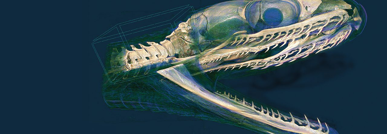 Micro-CT para ciencias de la vida