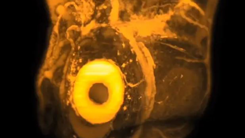 Lighting Up Developmental Biology