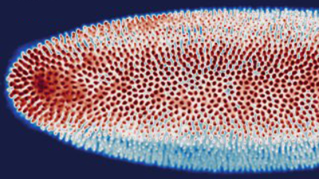 Microglia in Zebrafish