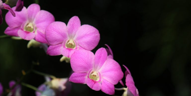 デンドロビウムの多糖類の特性解析 | Bruker