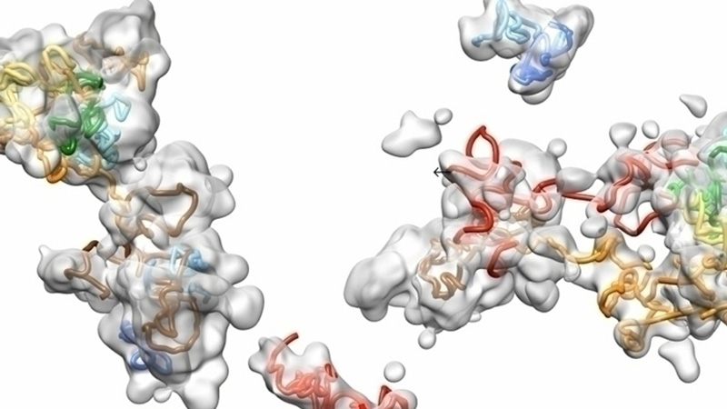 Visualizing in situ Chromosomal Structure with Single Molecule Localization Microscopy.