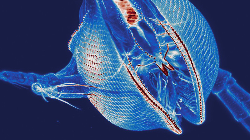 imaging of zebrafish vascular system using light-sheet microscopy