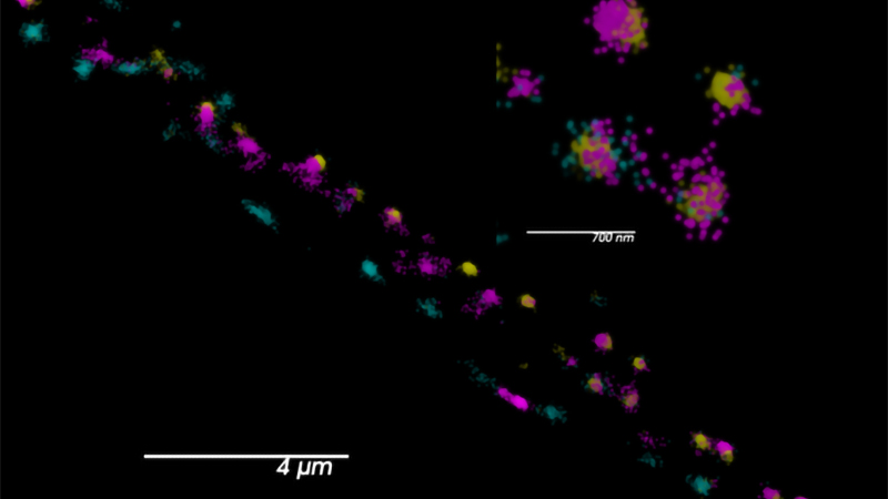 two synaptic calcium channels labeled with SNAPf::JF549 (cyan) and HaloTag::JF646 (magenta). Skylan-S (yellow) labels an active zone marker. Courtesy of the Jorgensen laboratory at the University of Utah