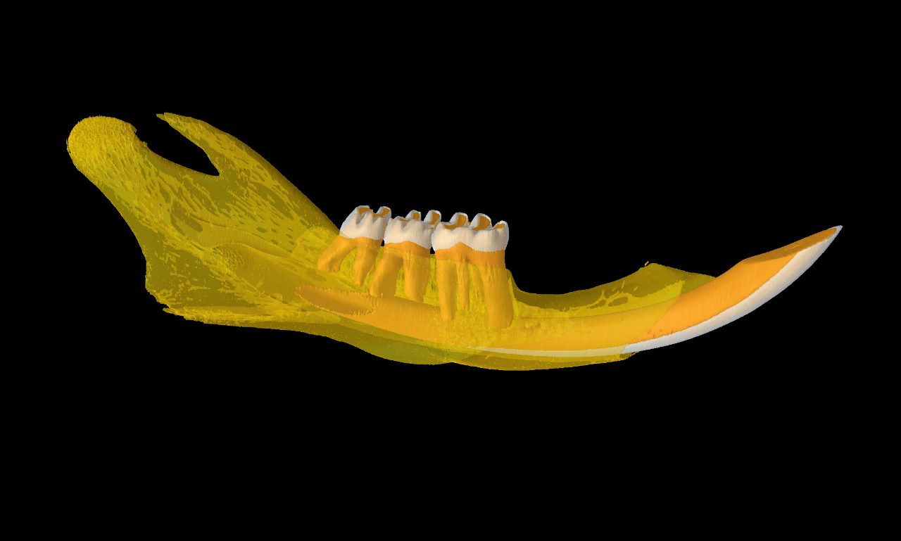 rat mandible model