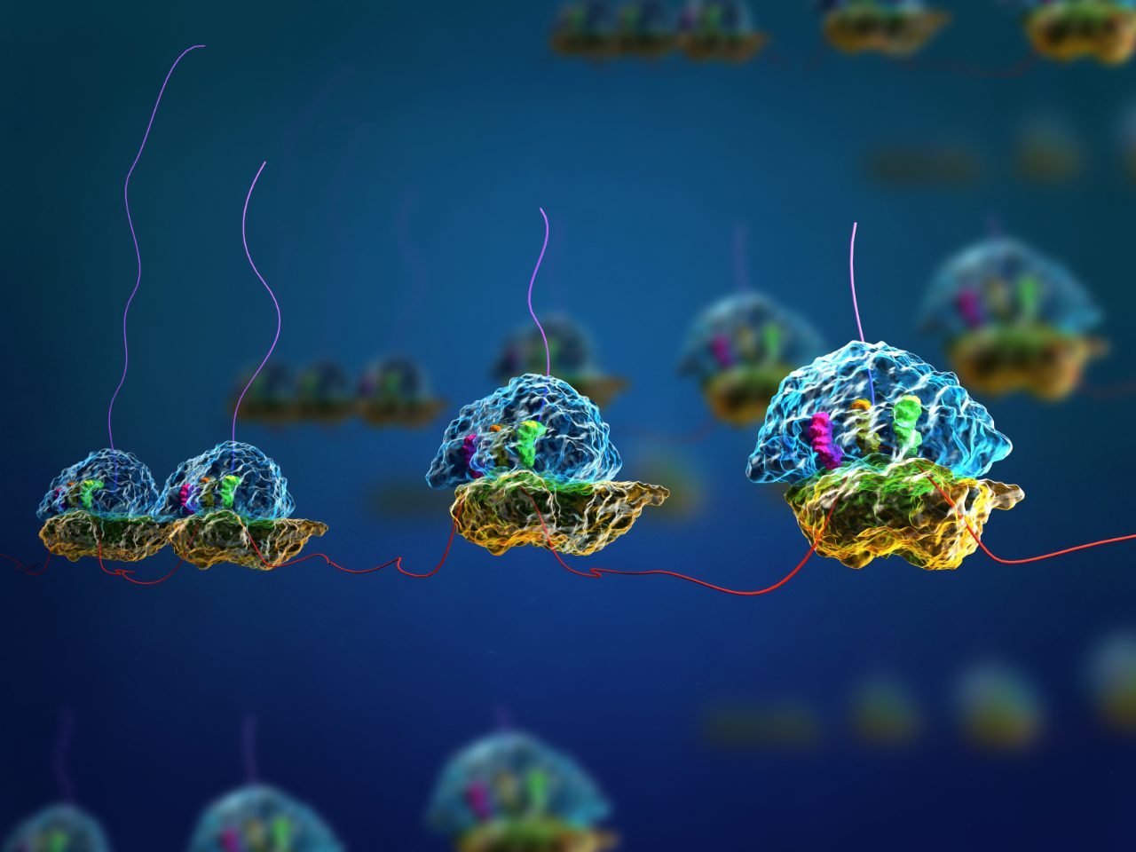 Macromolecular complexes
