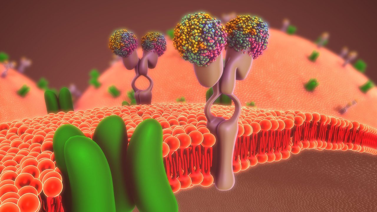 Membran Proteins