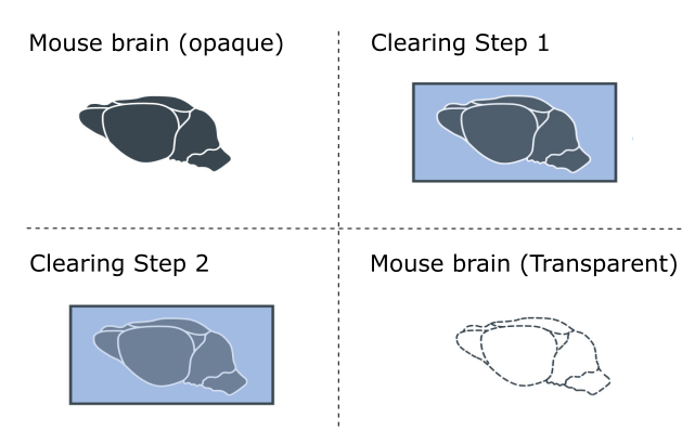 LCS SPIM Sample Clearing Procedure