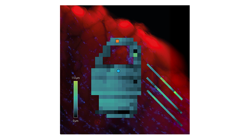 Force maps of user-defined shapes on a cross-section of sheep muscle tissue overlayed with an optical fluorescence using SmartMapping on a CellHesion 300.