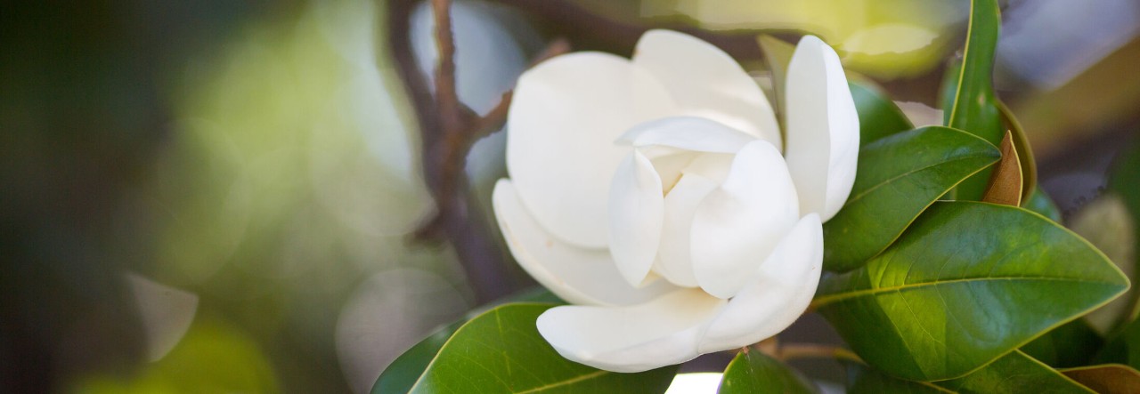 ROS_Dectection_Cancer_magnolia