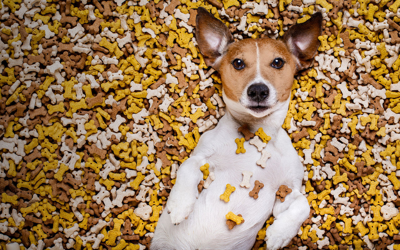 Dog lying down on a bed of pet food